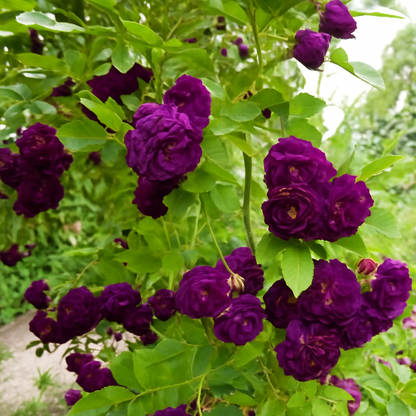 Premium Rose Flower Seeds